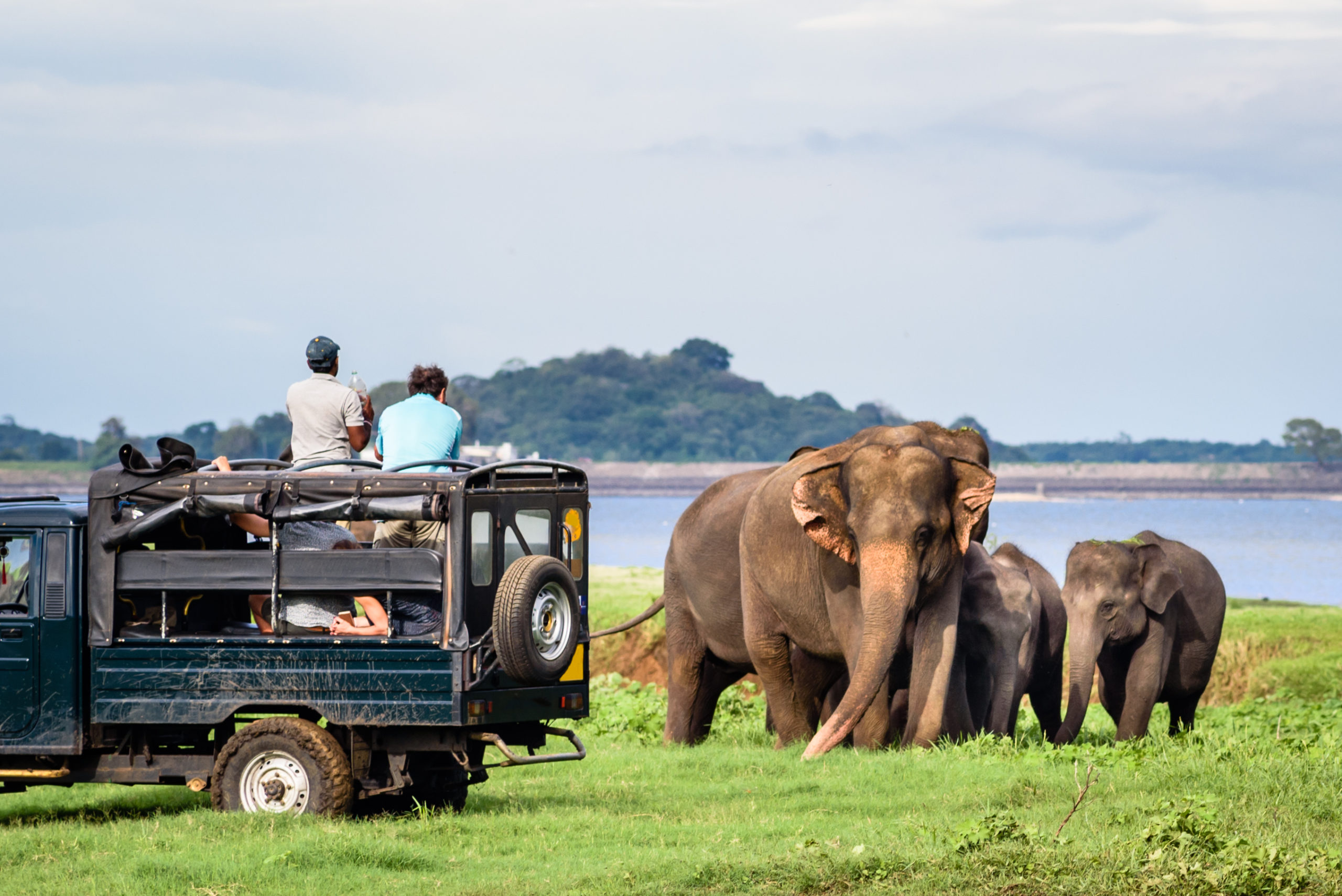 Wildlife Safari