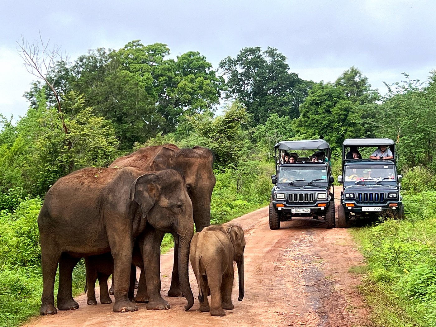 Udawalawe Safari