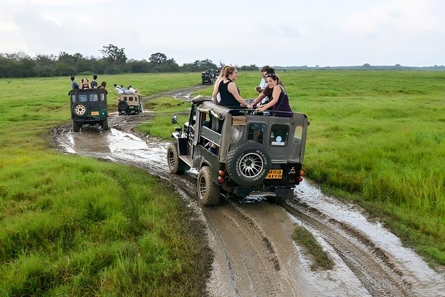 Wilpattu Safari