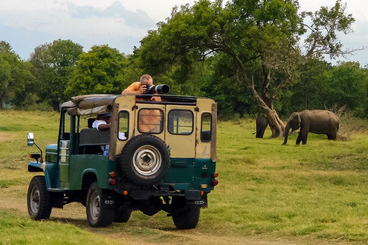 Yala Safari